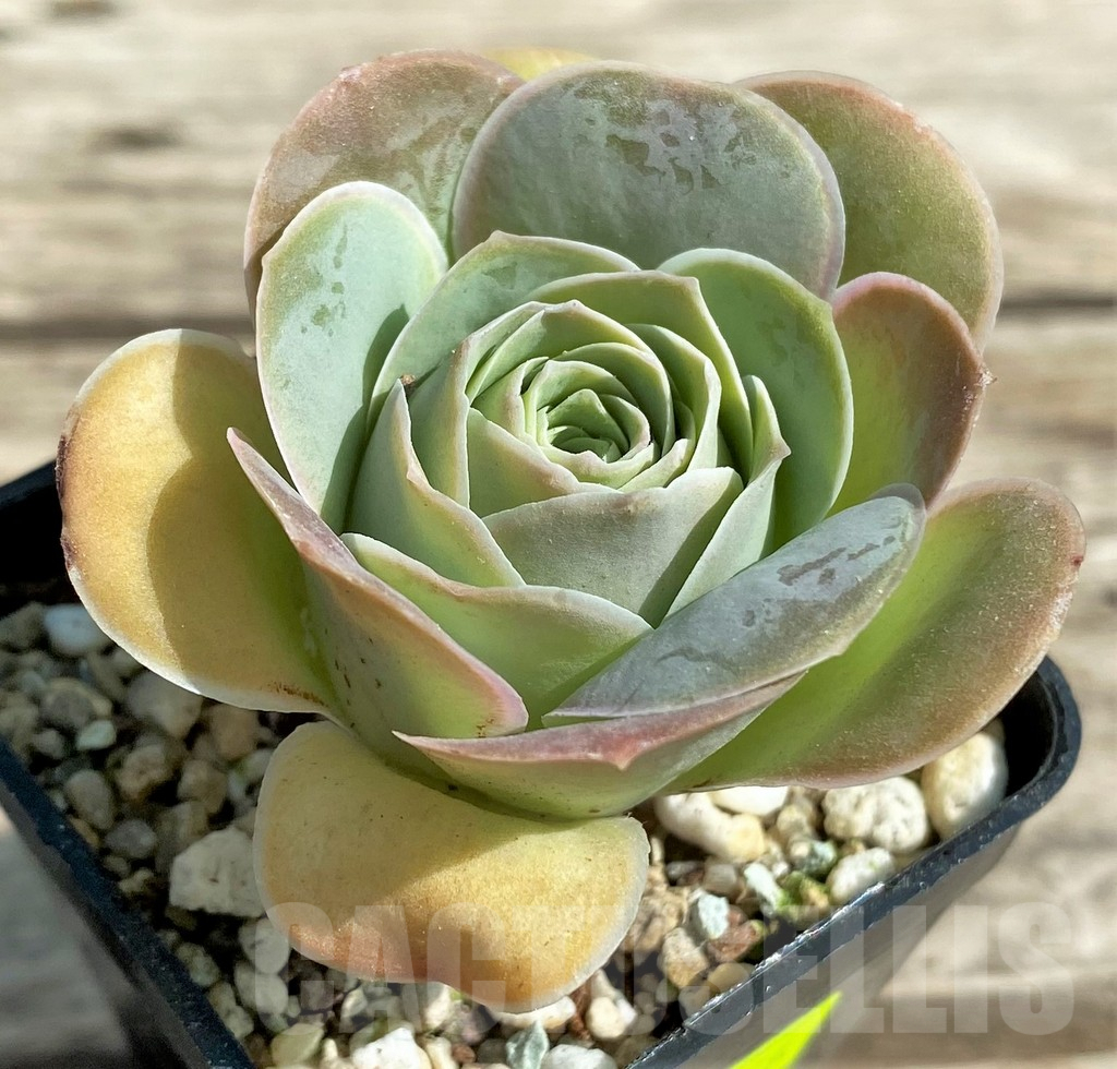 SHPR29546 Greenovia 'Wine Glass'