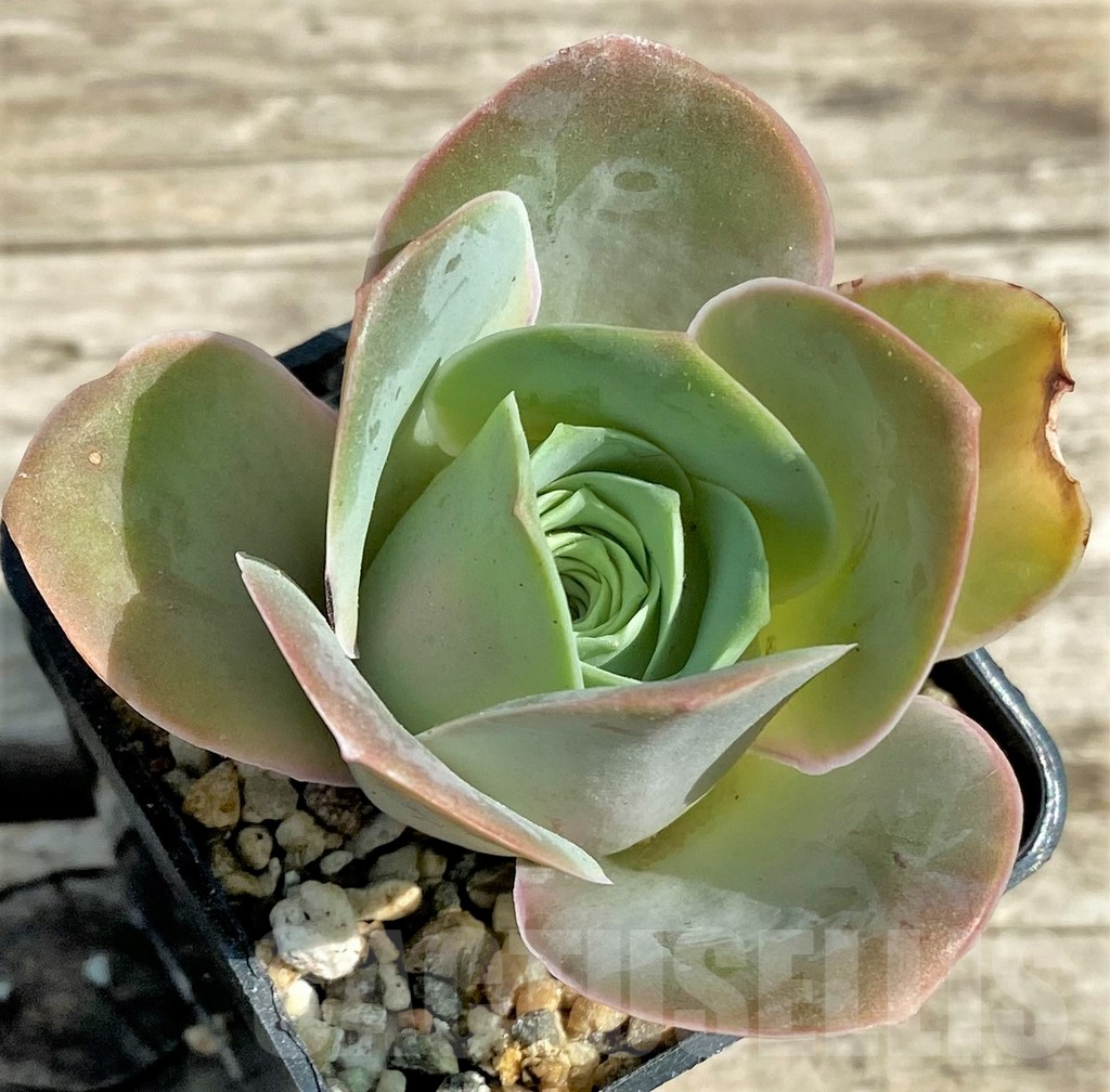 SHPR29547 Greenovia 'Wine Glass' - Obrázek 2