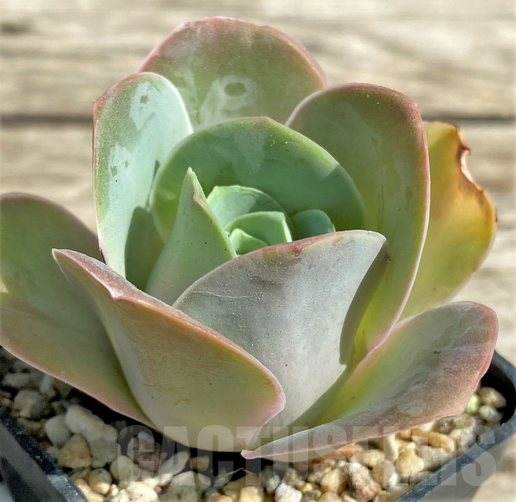 SHPR29547 Greenovia 'Wine Glass'