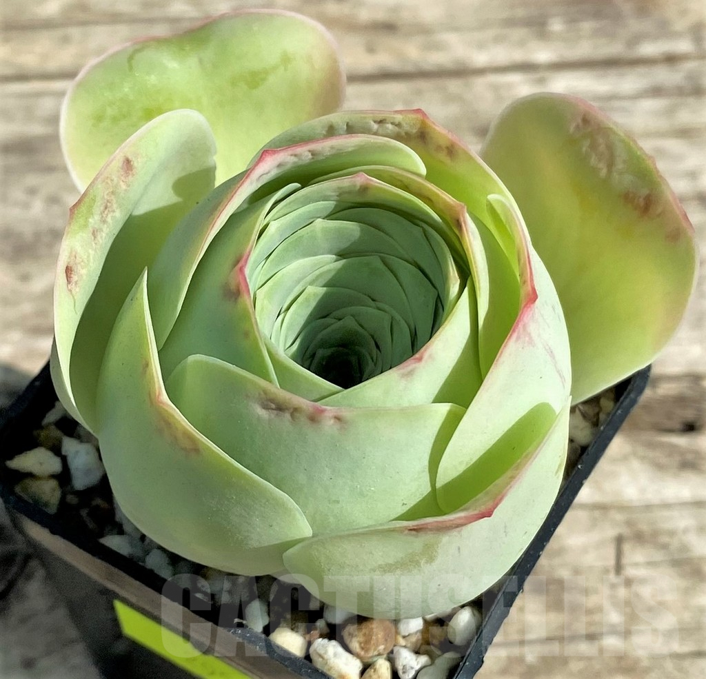 SHPR29548 Greenovia 'Wine Glass' - Obrázek 2