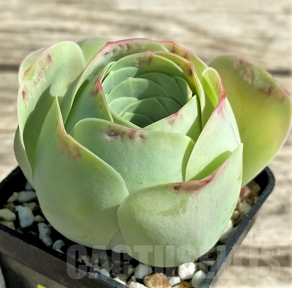 SHPR29548 Greenovia 'Wine Glass'