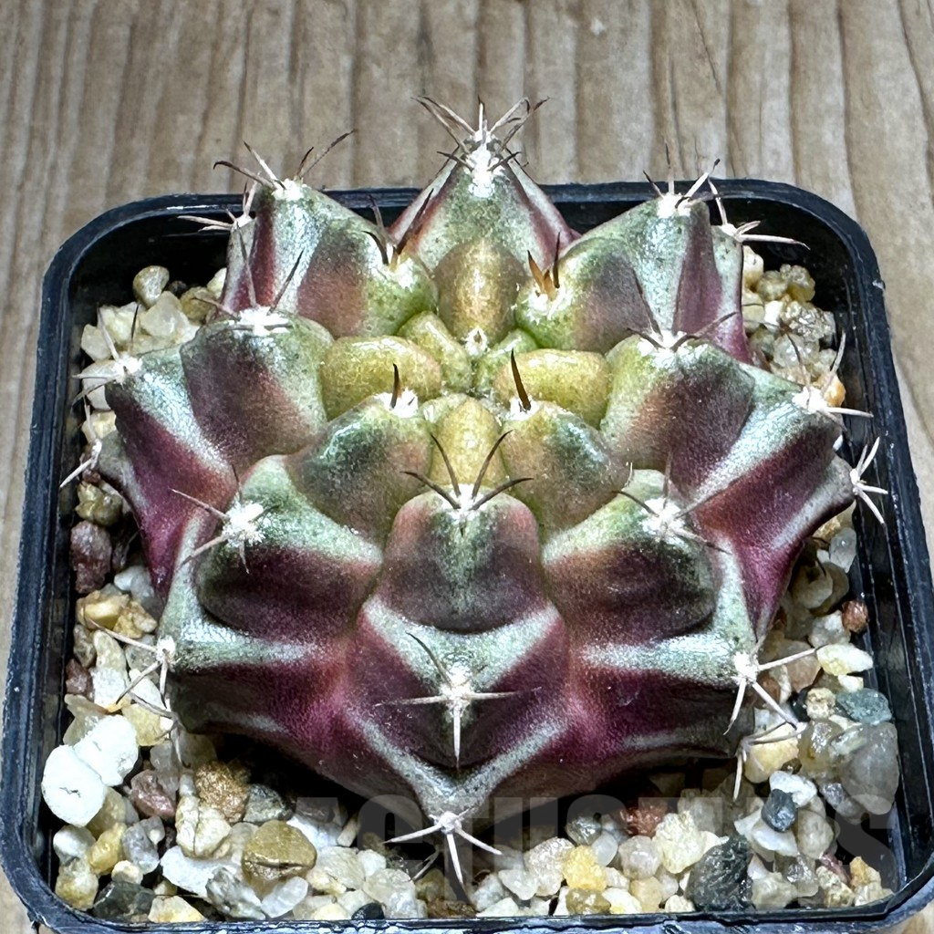 SHPR28616 Gymnocalycium mihanovichii ‘Purple Nebula’