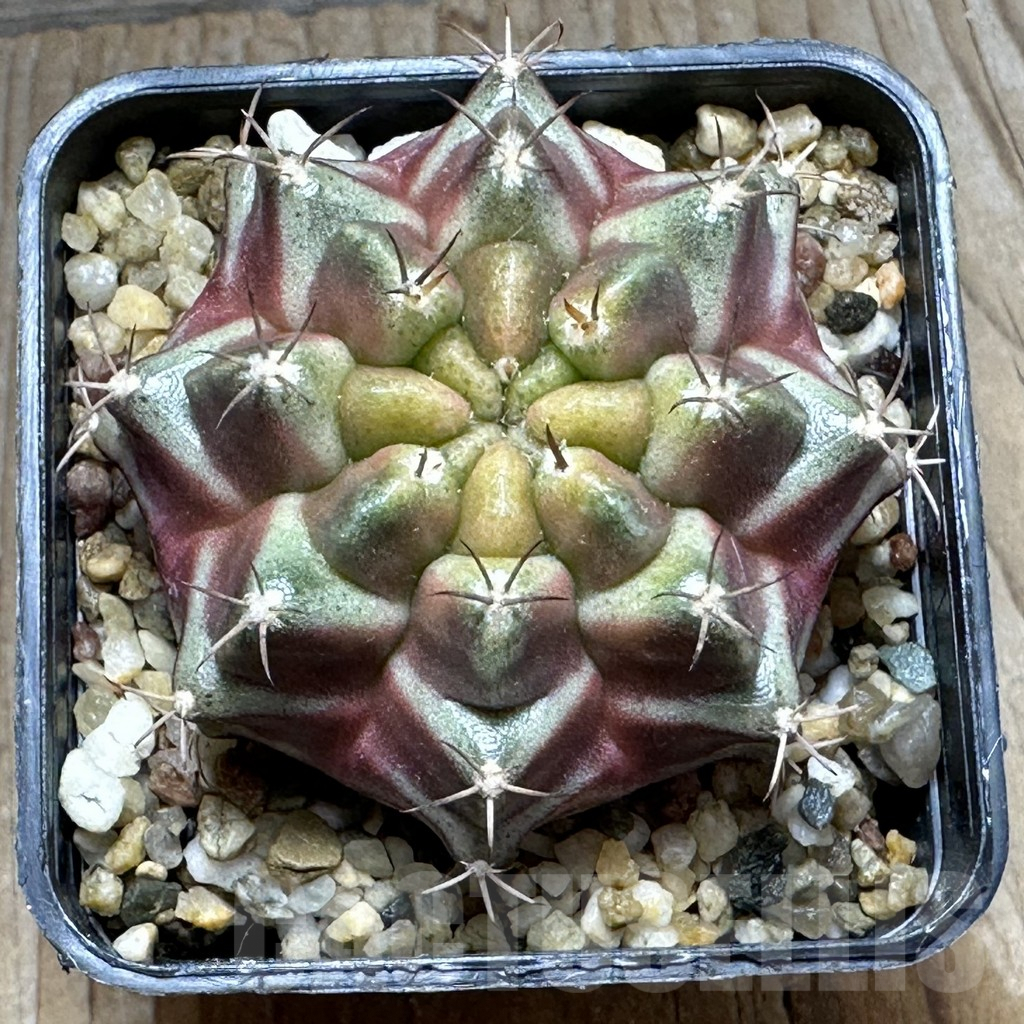 SHPR28616 Gymnocalycium mihanovichii ‘Purple Nebula’ - Image 2