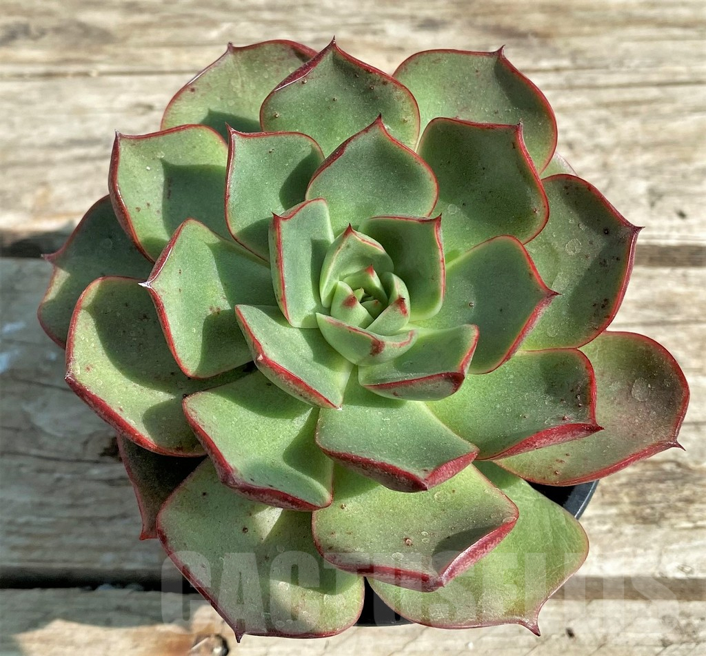 SHPR29556 Echeveria 'Matador' - 画像 (2)