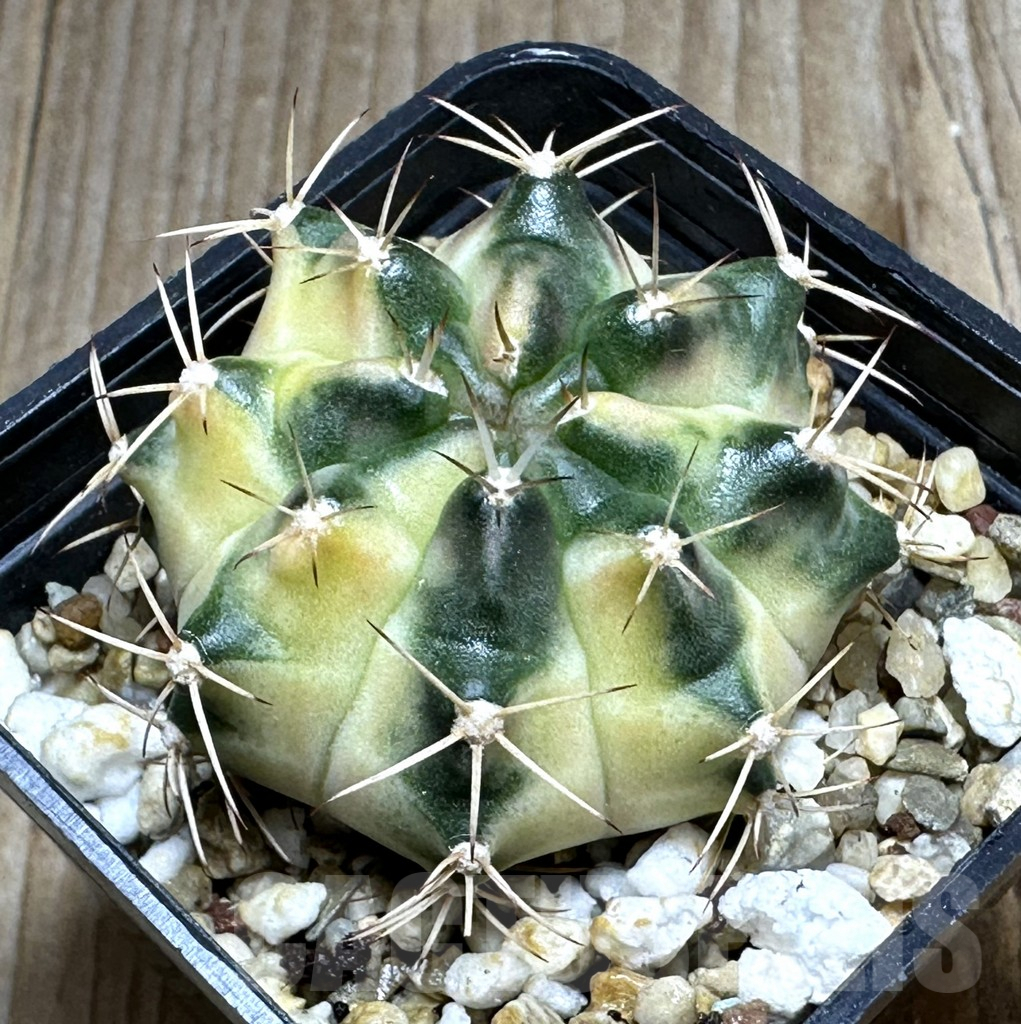 SHPR26845 Gymnocalycium mihanovichii 'Golden Snitch'