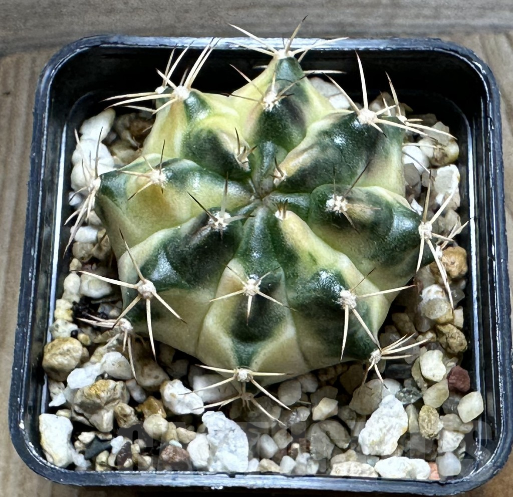 SHPR26845 Gymnocalycium mihanovichii 'Golden Snitch' - Image 2