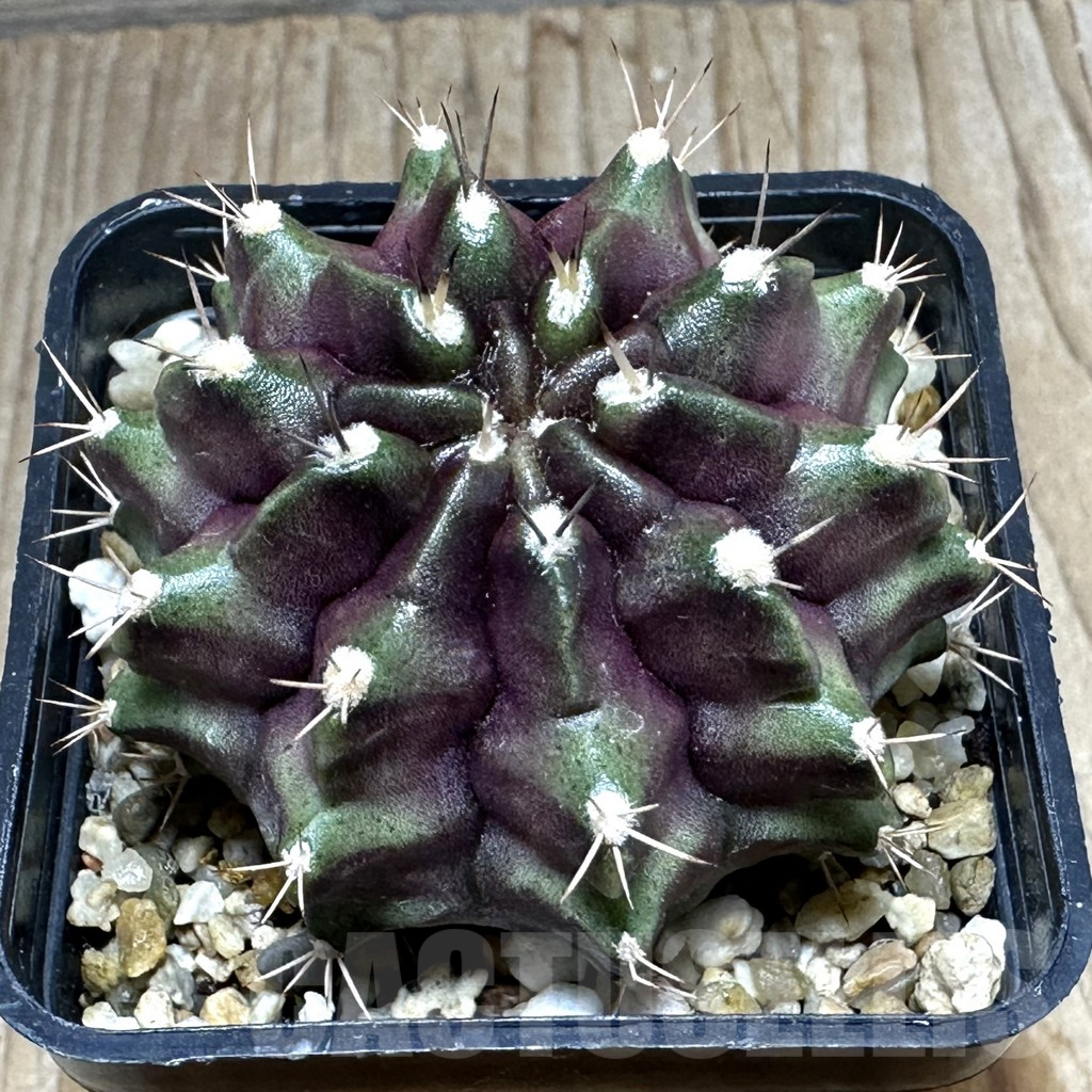 SHPR27486 Gymnocalycium mihanovichii ‘Black Green’