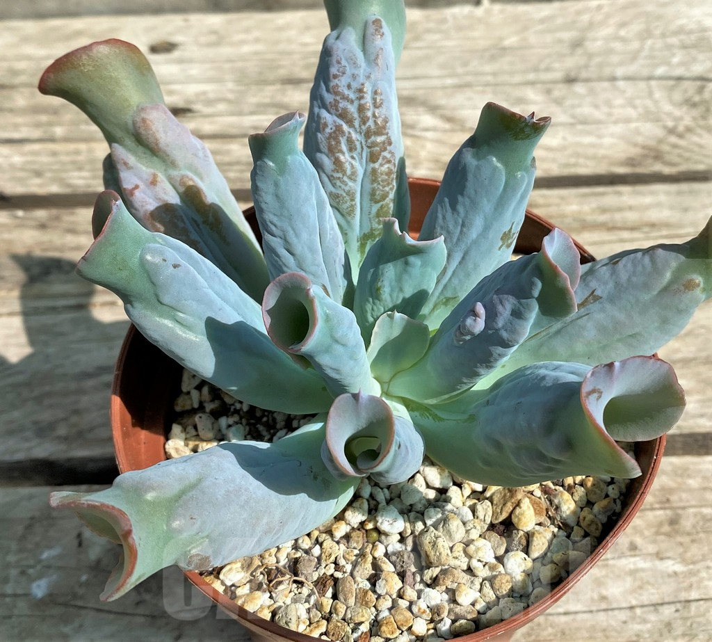 SHPR29557 Echeveria 'Culibra'