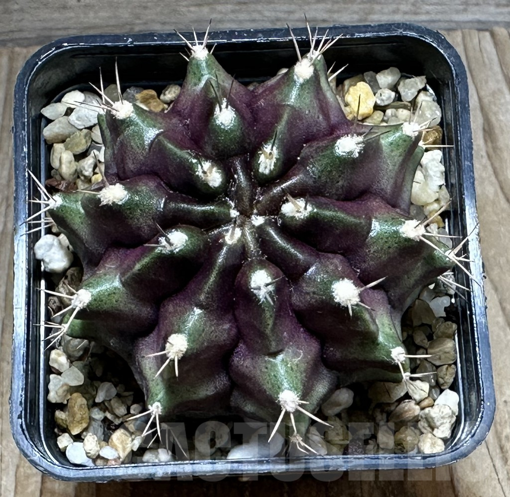SHPR27486 Gymnocalycium mihanovichii ‘Black Green’ - Imagen 2