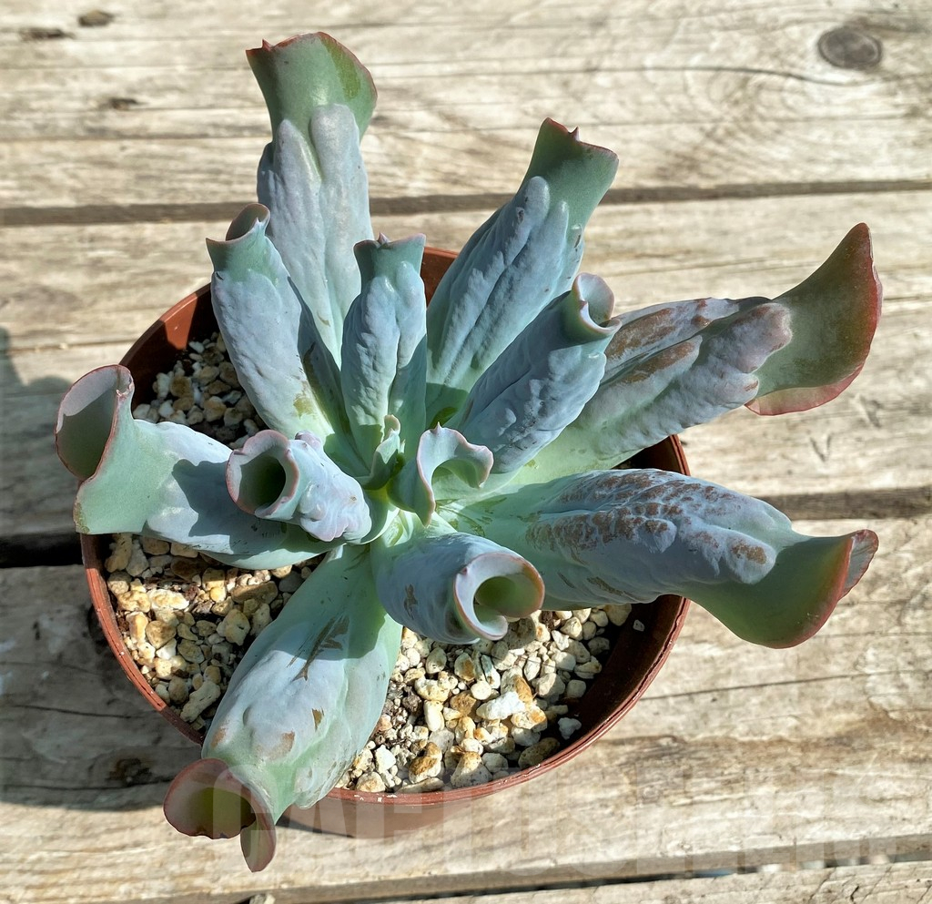 SHPR29557 Echeveria 'Culibra' - 画像 (2)