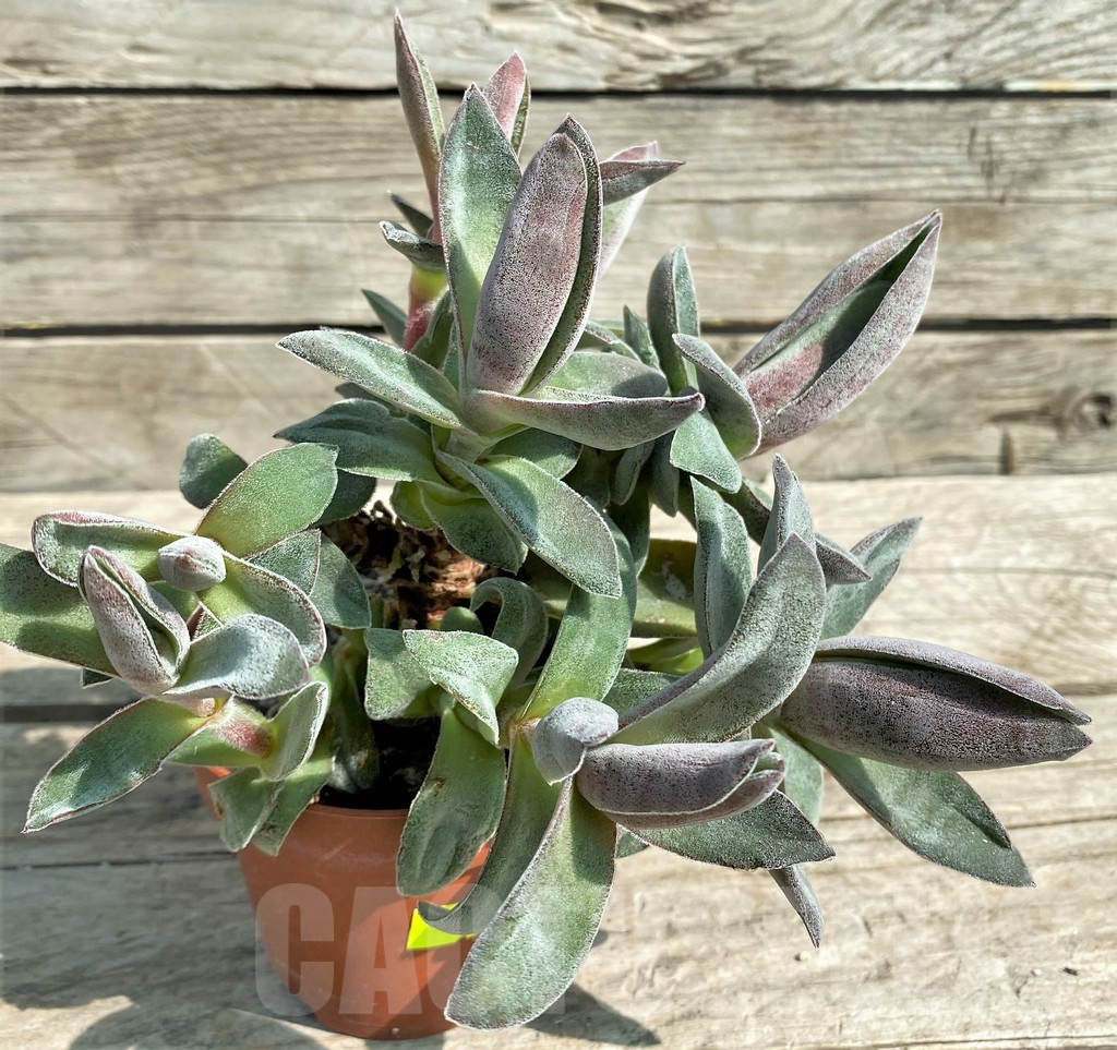 SHPR29559 Crassula 'Garnet Lotus' - 画像 (2)