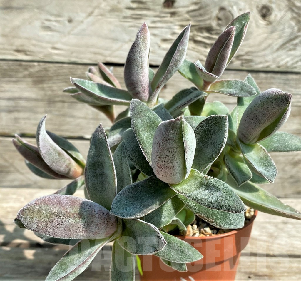 SHPR29559 Crassula 'Garnet Lotus'