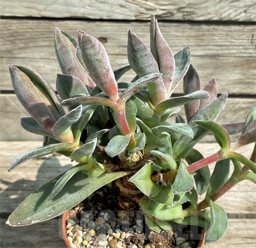 SHPR29559 Crassula 'Garnet Lotus' - 画像 (3)
