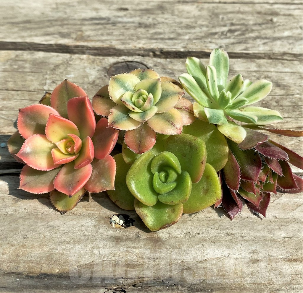 SHPR29561 Aeonium mix, cuted - Зображення 2