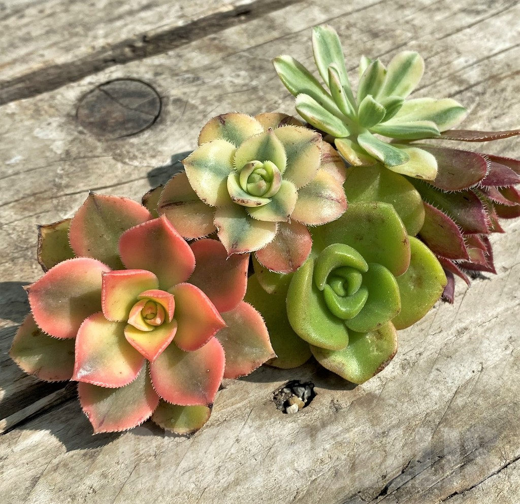 SHPR29561 Aeonium mix, cuted
