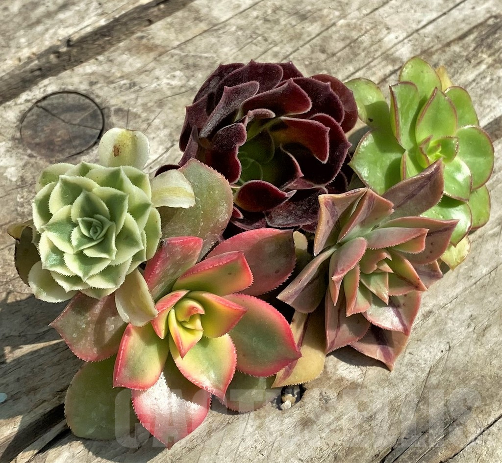 SHPR29562 Aeonium mix, cuted - Image 2