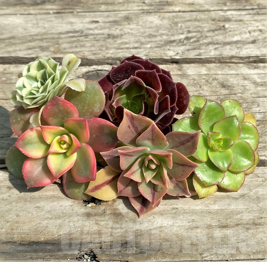 SHPR29562 Aeonium mix, cuted
