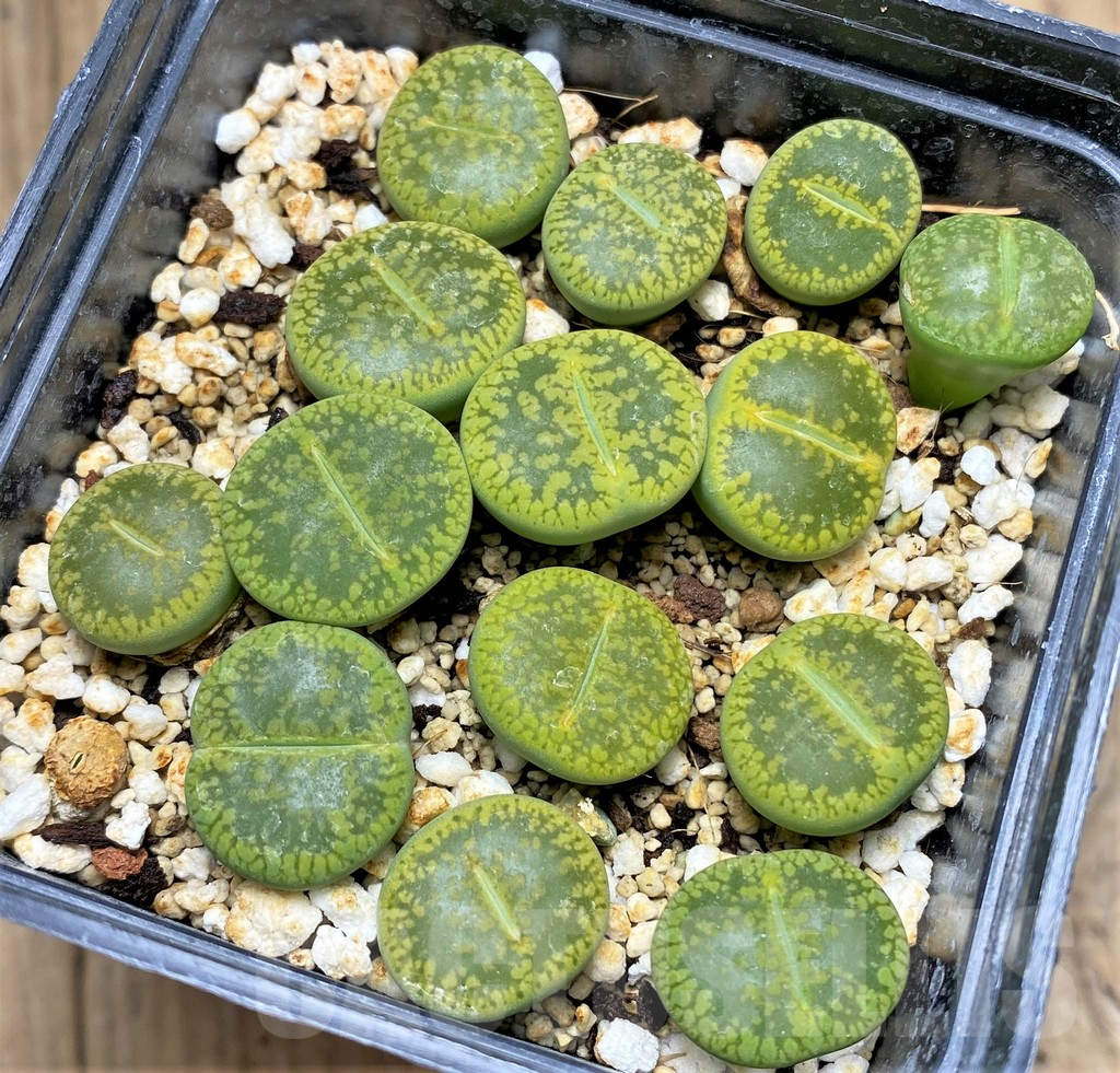 SHPR29579 Lithops aucampiae ‘Jackson’s Jade’ - immagine 2