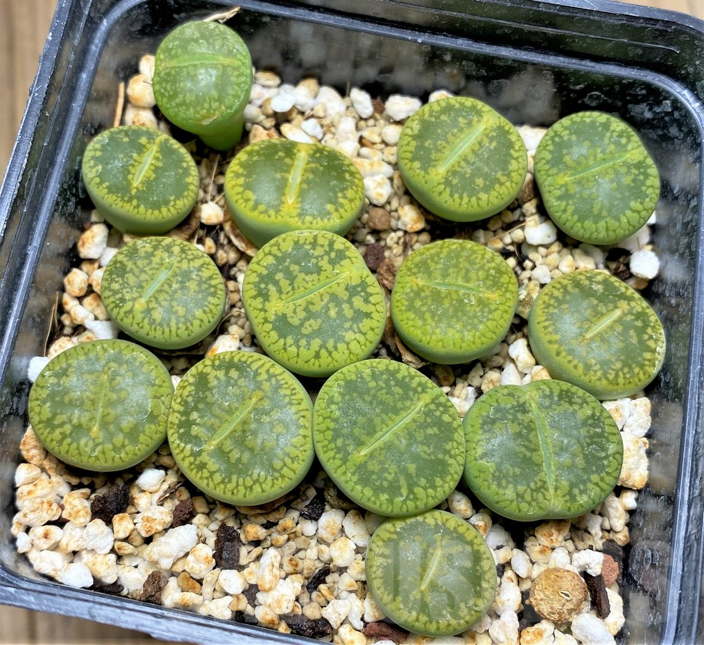 SHPR29579 Lithops aucampiae ‘Jackson’s Jade’