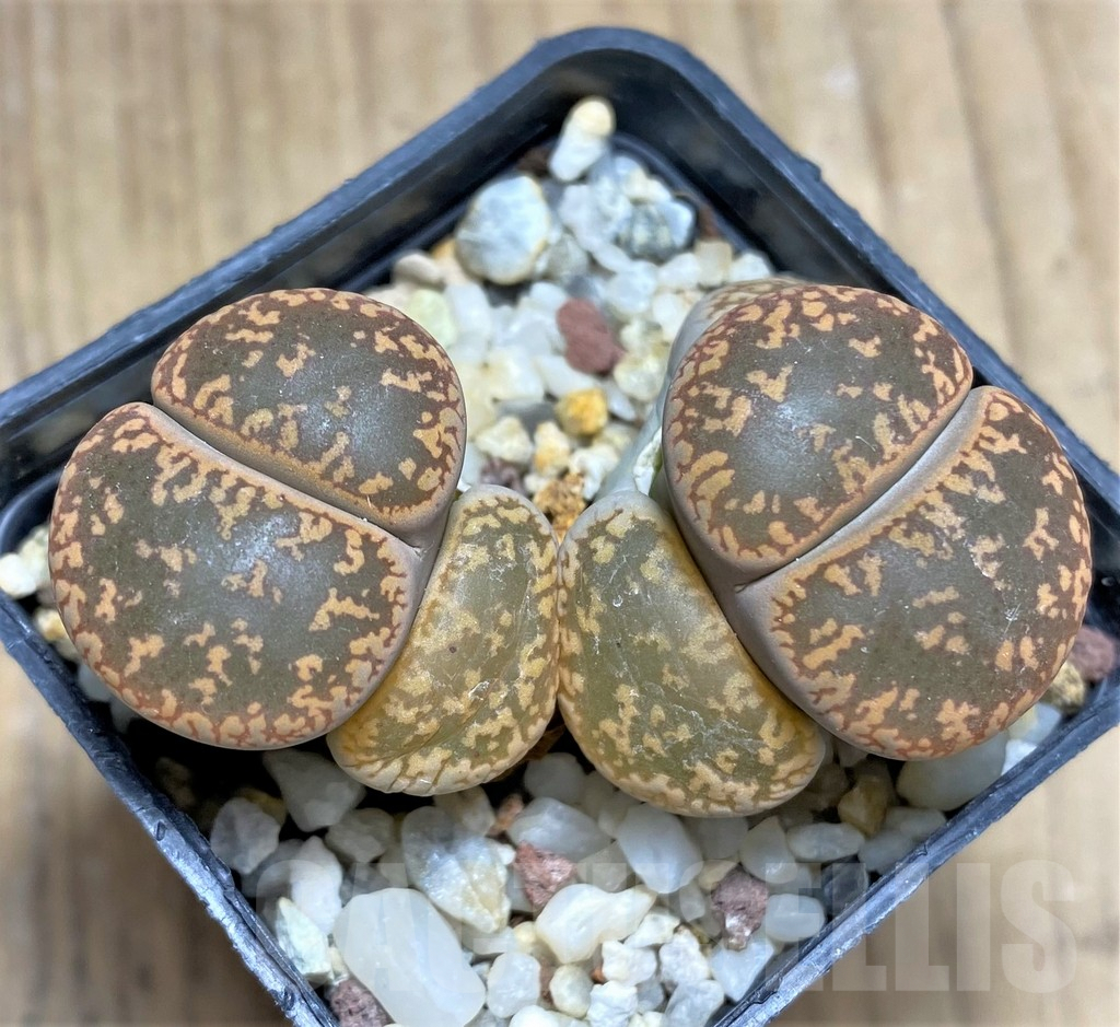 SHPR29581 Lithops aucampiae 'Kuruman form' - immagine 2