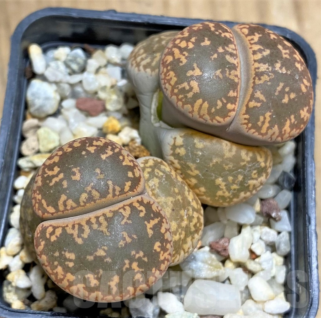 SHPR29581 Lithops aucampiae 'Kuruman form'