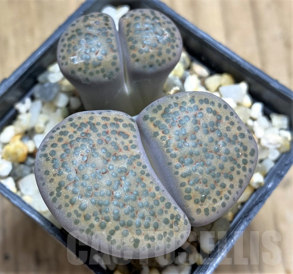 SHPR29582 Lithops fulviceps v. lydiae