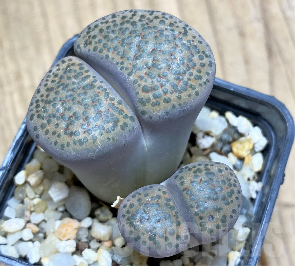 SHPR29582 Lithops fulviceps v. lydiae - Image 2