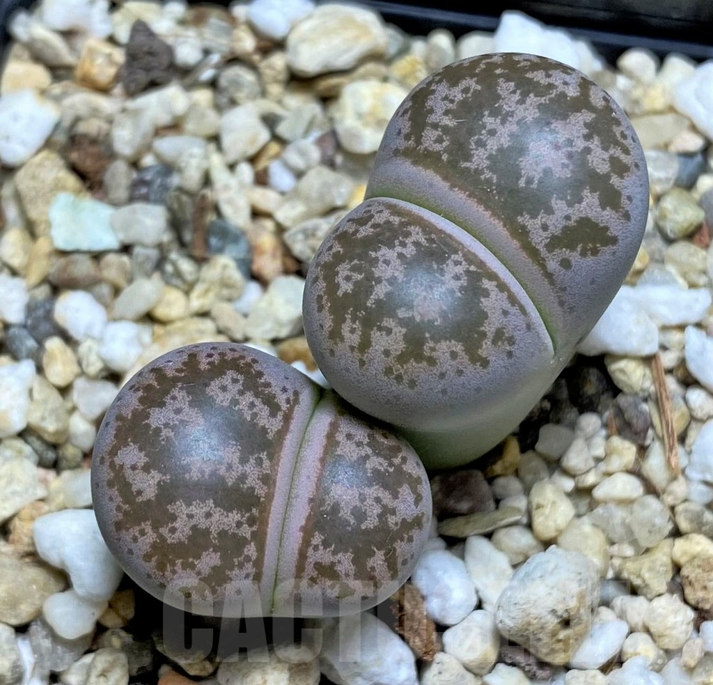 SHPR29584 Lithops coleorum