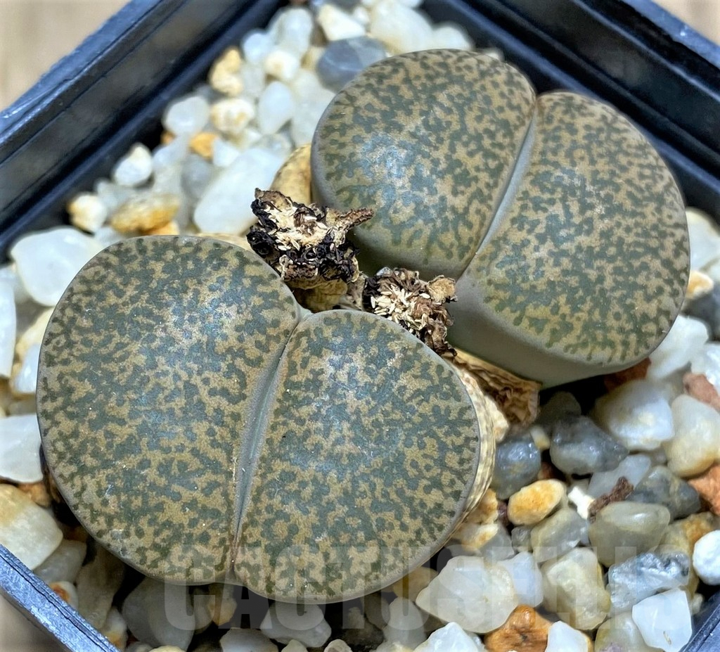 SHPR29585 Lithops lesliei v. mariae