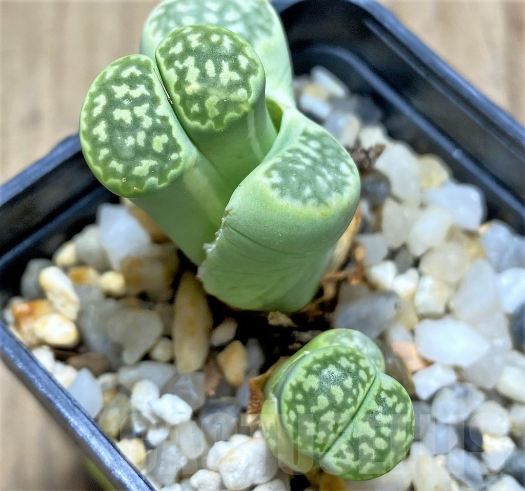 SHPR29588 Lithops julii v. 'Fullergreen'