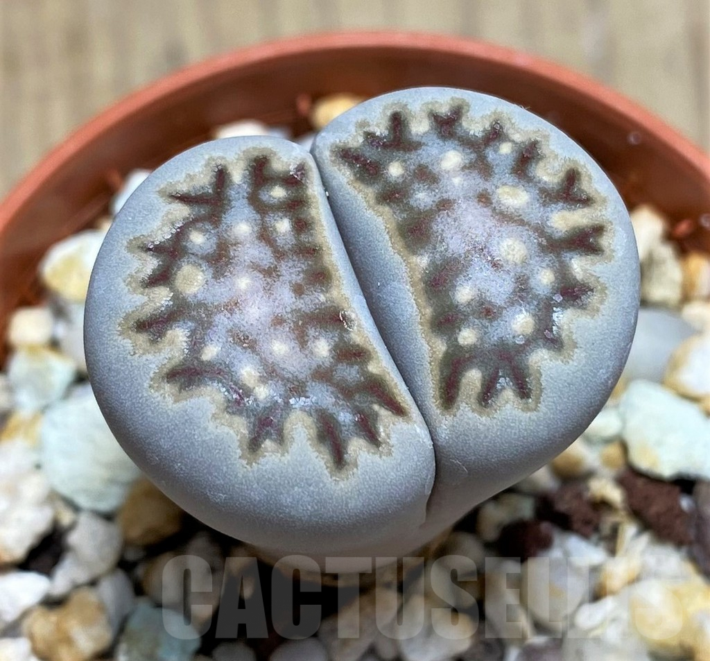 SHPR29590 Lithops julii
