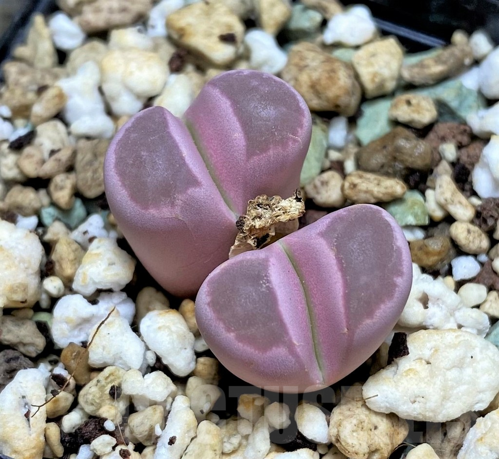 SHPR29592 Lithops optica 'Rubra'