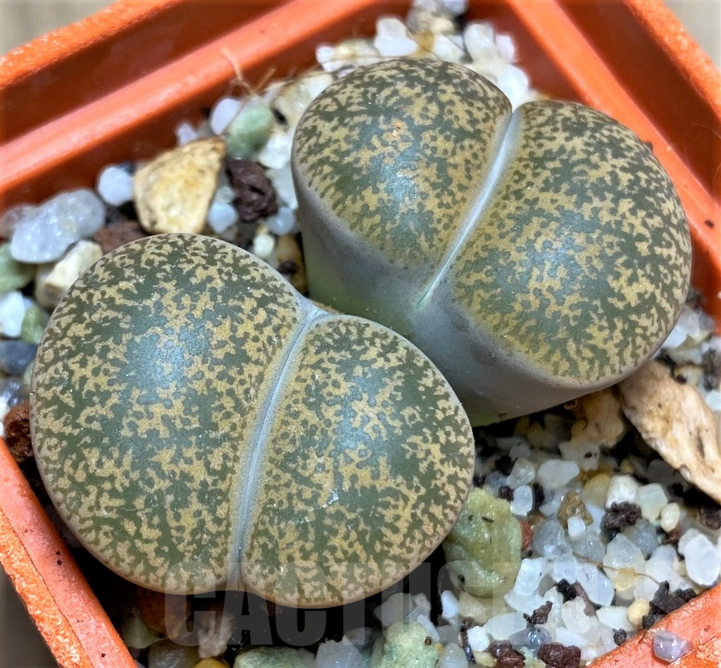 SHPR29595 Lithops lesliei v. minor