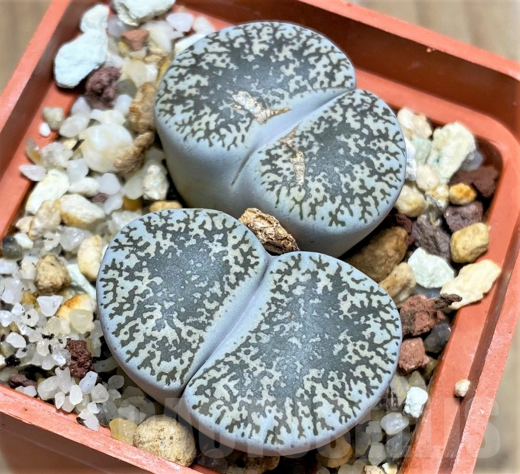 SHPR29596 Lithops lesliei v. venteri