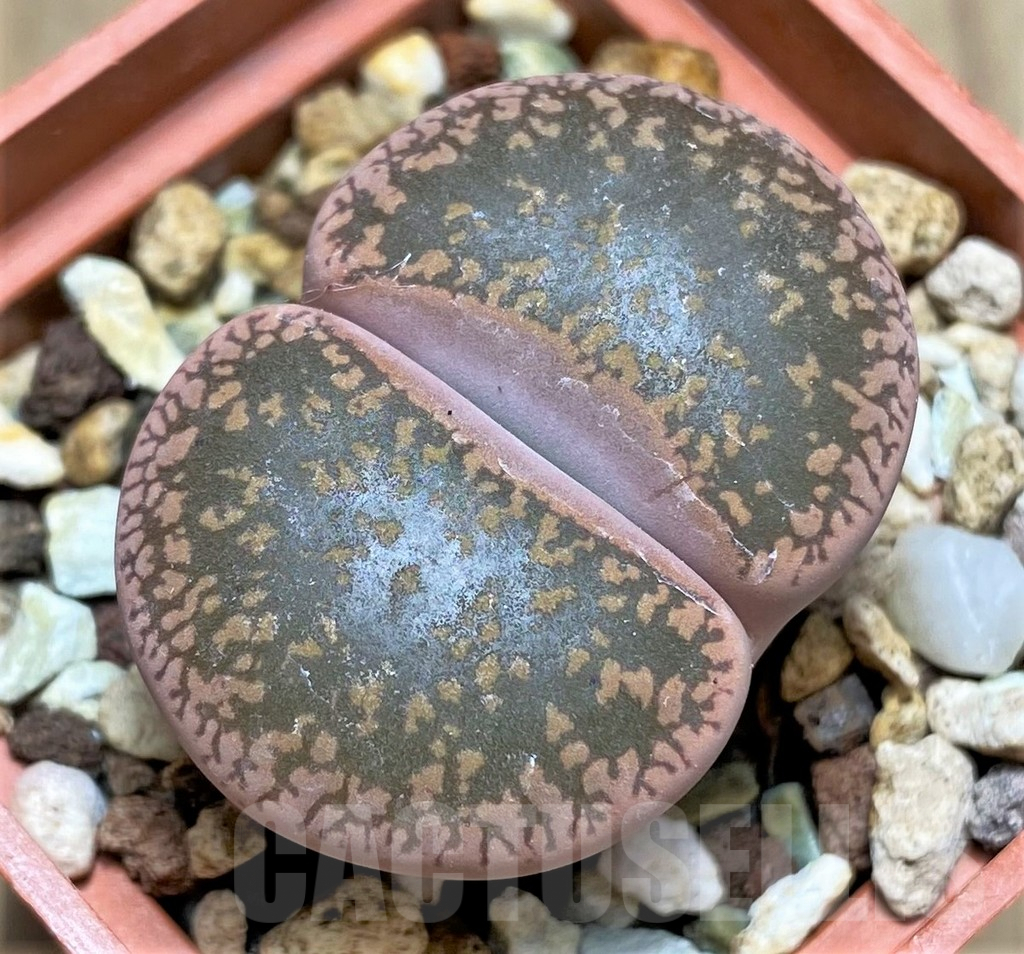 SHPR29598 Lithops aucampiae ‘Kuruman form’ C73
