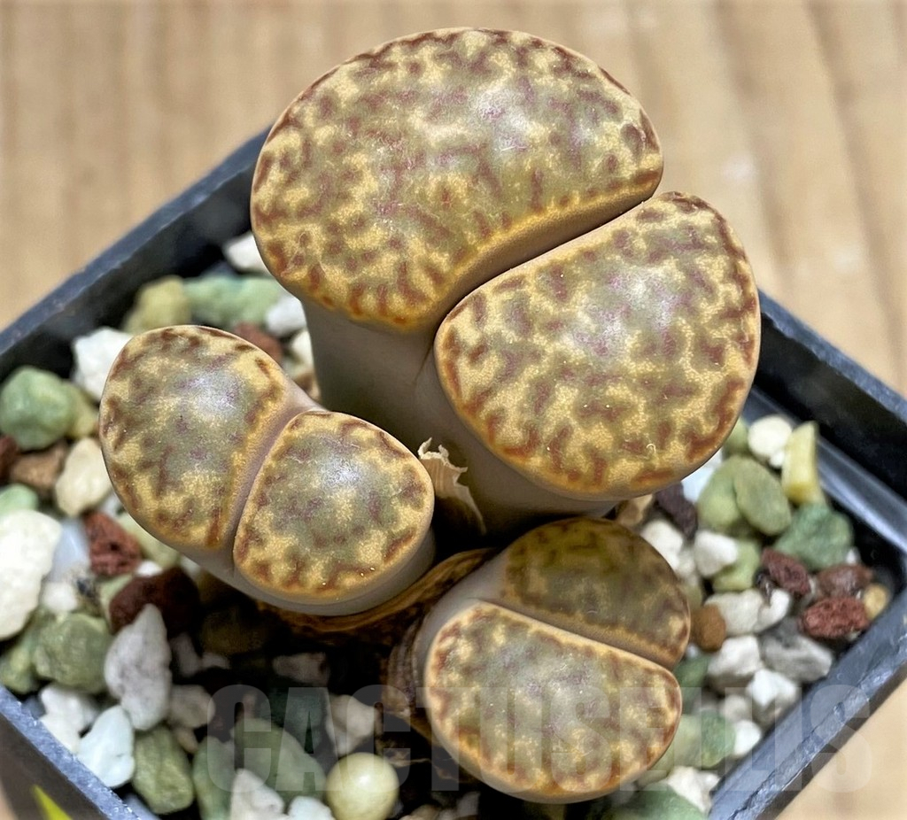 SHPR29600 Lithops bromfieldii v. insularis