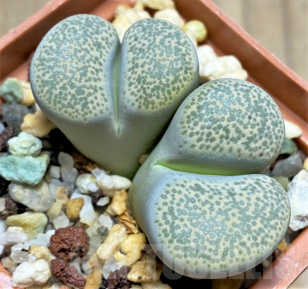 SHPR29602 Lithops terricolor C253