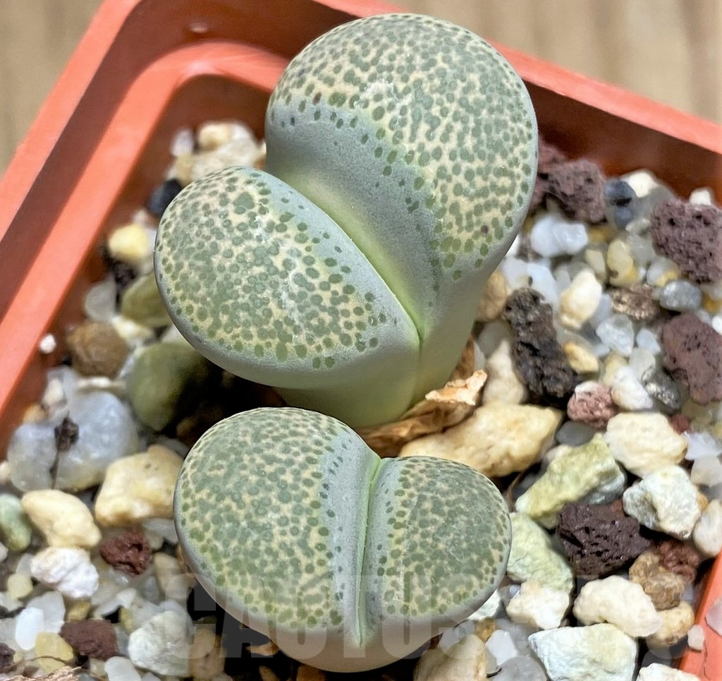 SHPR29603 Lithops terricolor C253