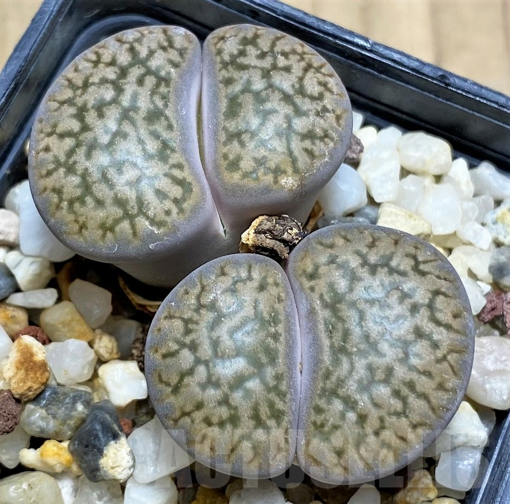 SHPR29605 Lithops hookeri v. dabneri C301