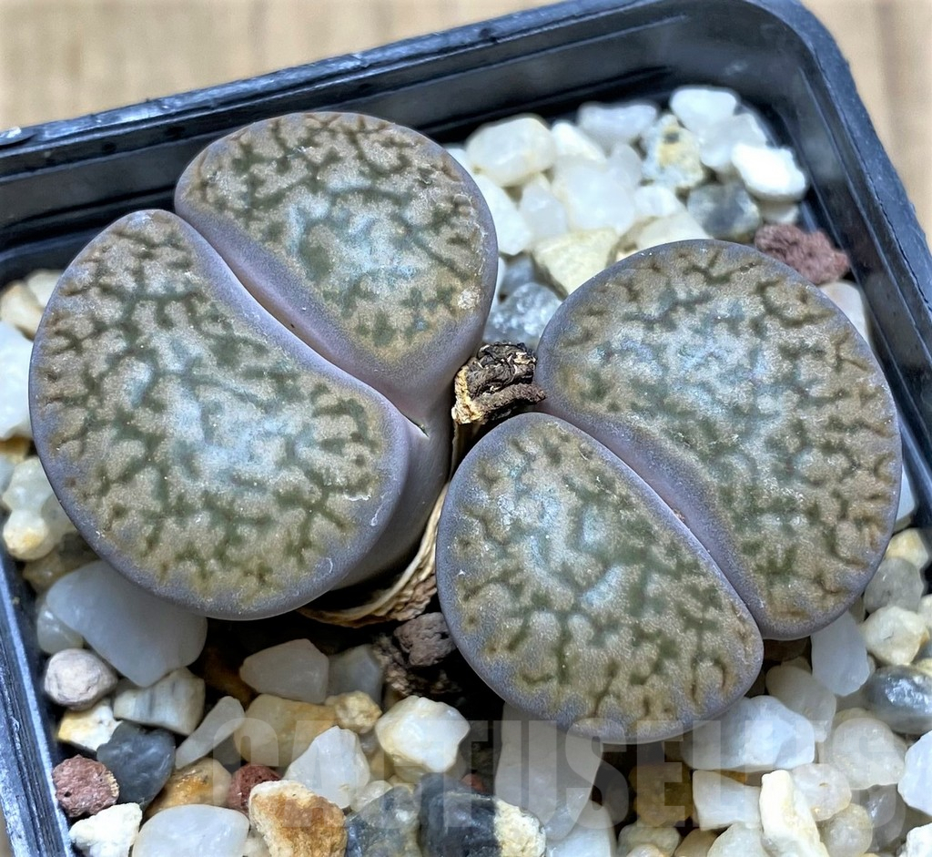 SHPR29605 Lithops hookeri v. dabneri C301 - 画像 (2)