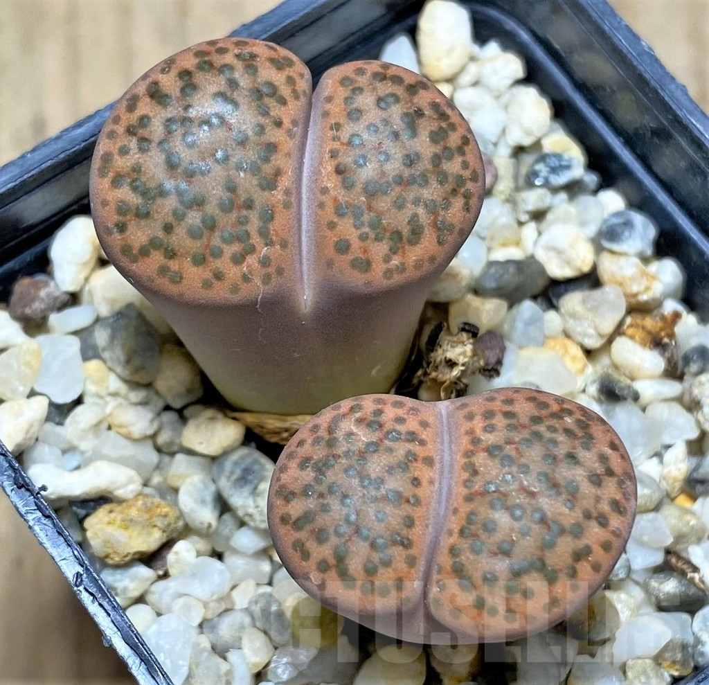 SHPR29606 Lithops fulviceps