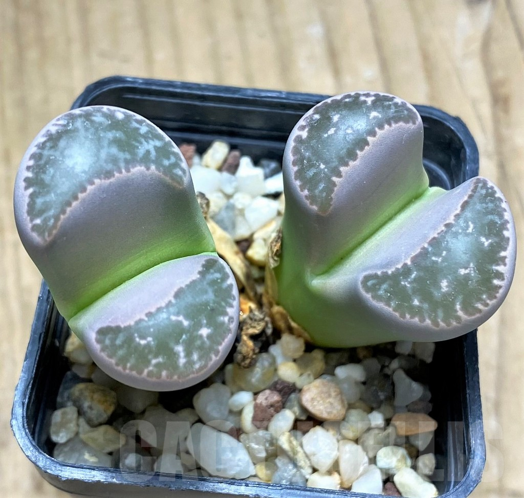 SHPR29607 Lithops naureeniae C304