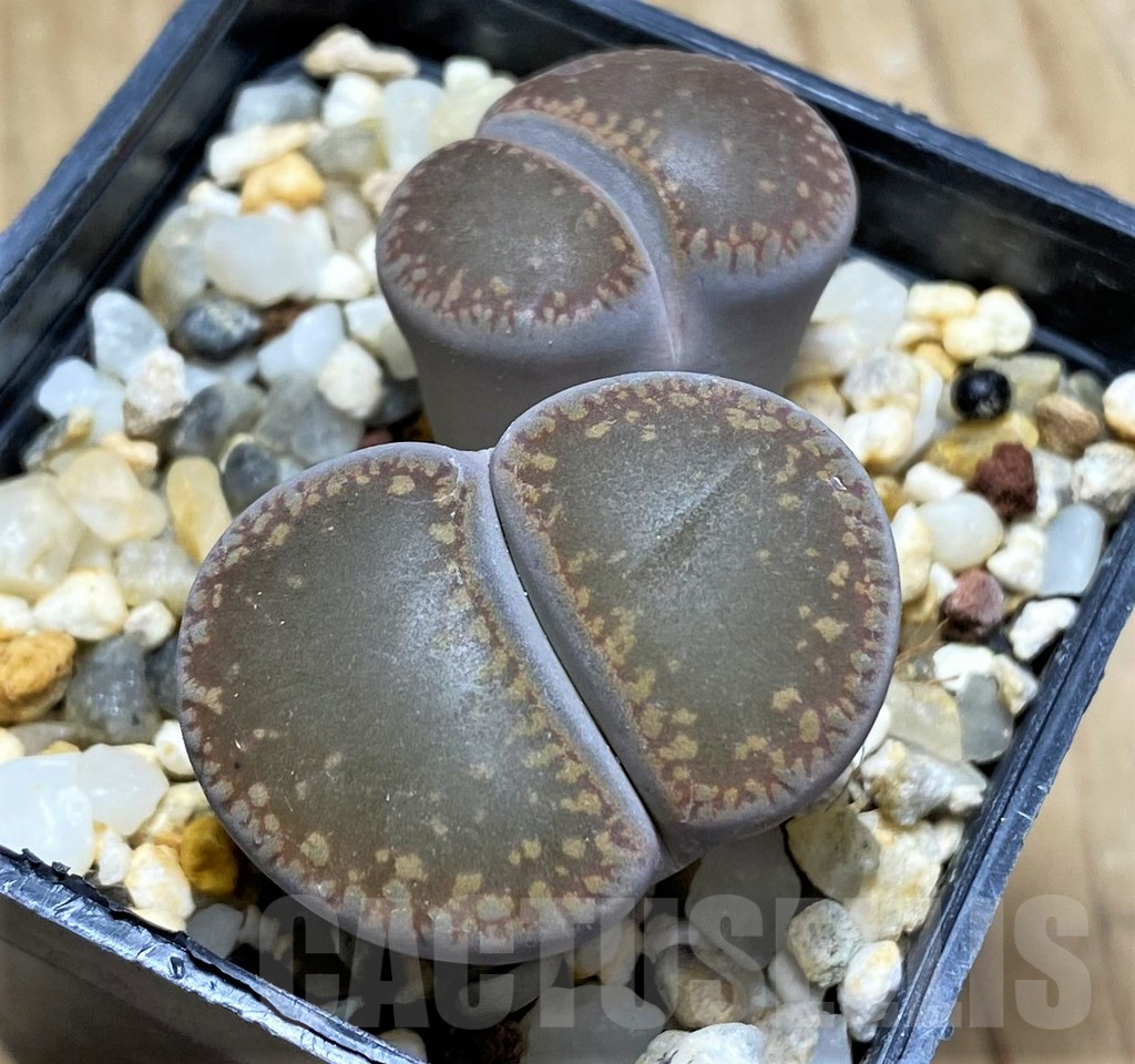 SHPR29608 Lithops aucampiae ‘Kuruman form’