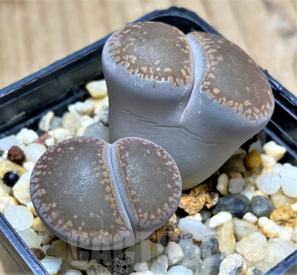 SHPR29608 Lithops aucampiae ‘Kuruman form’ - Image 2