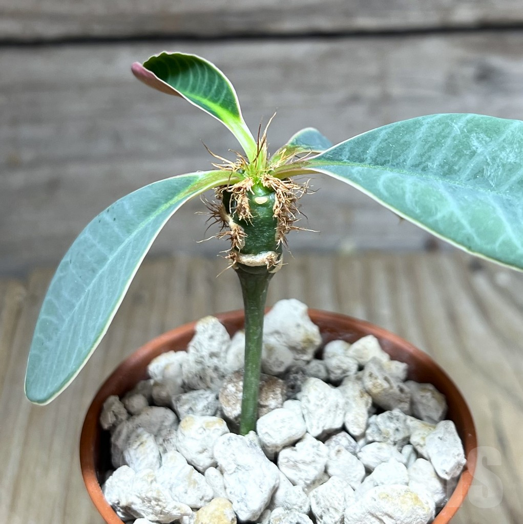 SHPR27580 Euphorbia neohumbertii