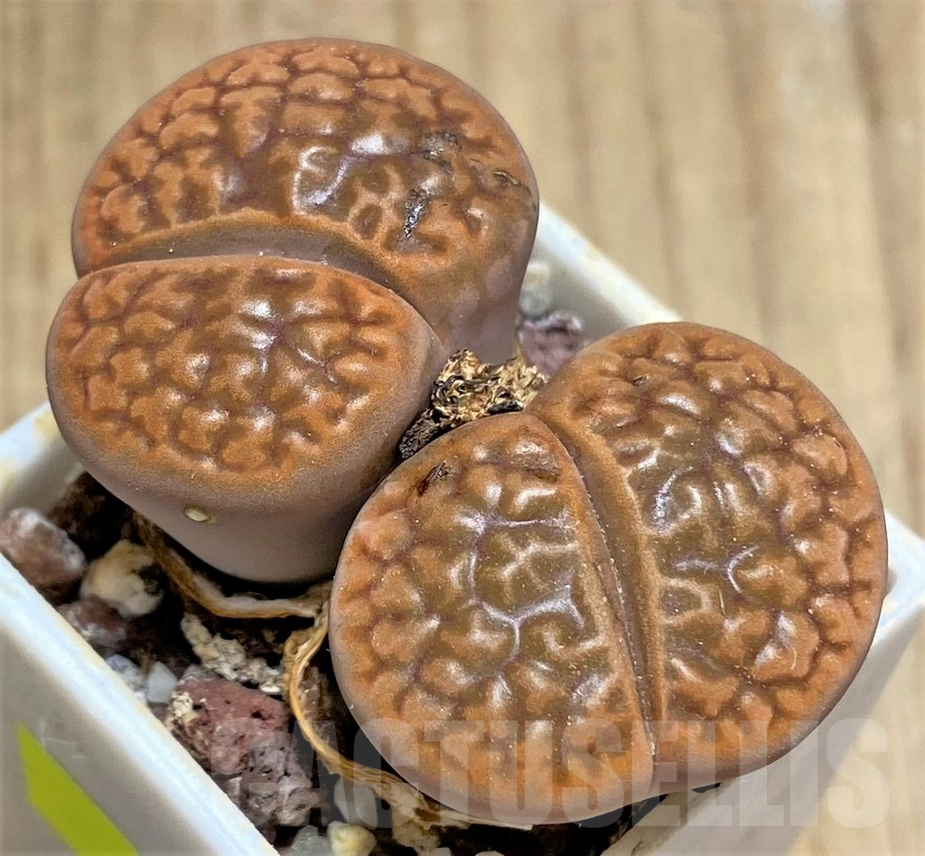 SHPR29609 Lithops hookeri C340