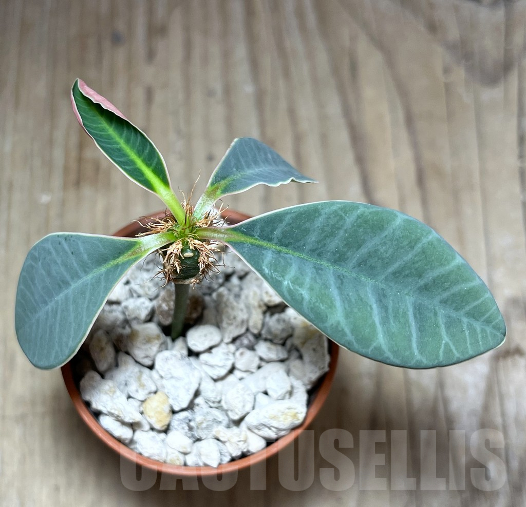 SHPR27580 Euphorbia neohumbertii - Image 3