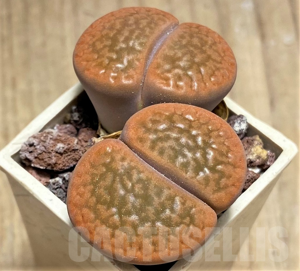 SHPR29610 Lithops hookeri C335