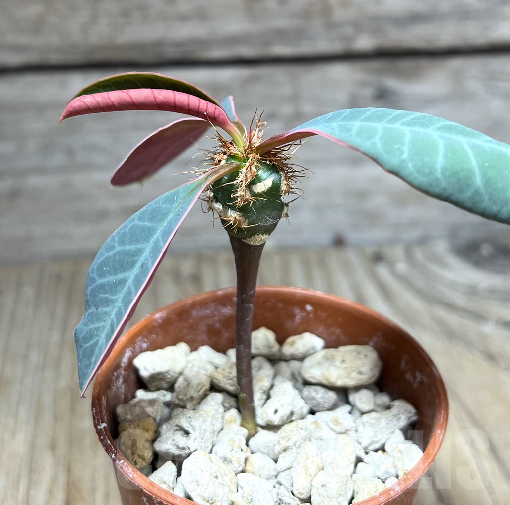 SHPR27581 Euphorbia neohumbertii - Image 2