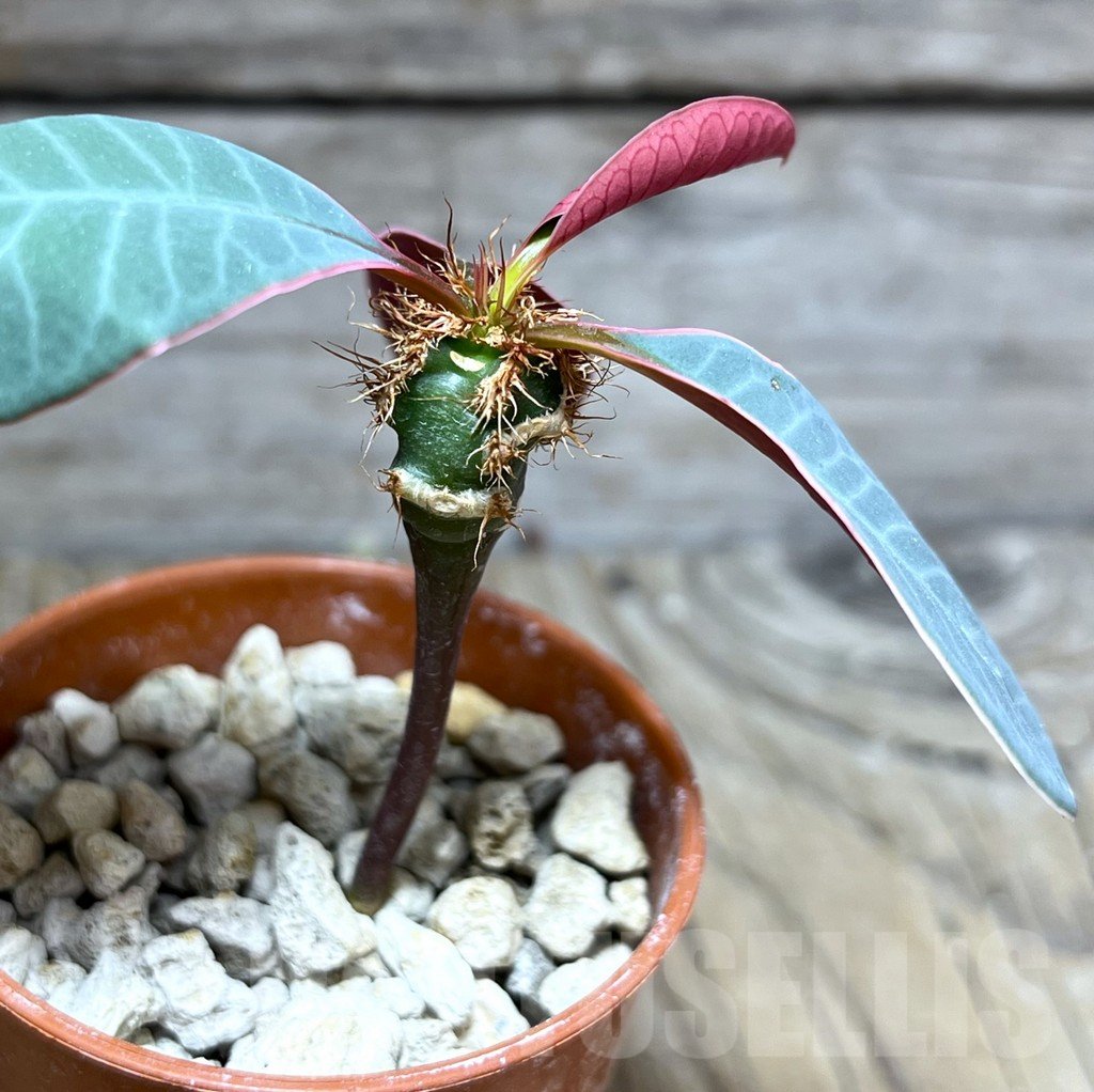 SHPR27581 Euphorbia neohumbertii